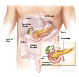 What Does The Pancreas Do In Your Body, Production of enzymes, Digestion, Pancreatic hormone, enzymes, Pancreas, diabetes, cancer, insulin, pancreatitis, pancreatic cancer, liver