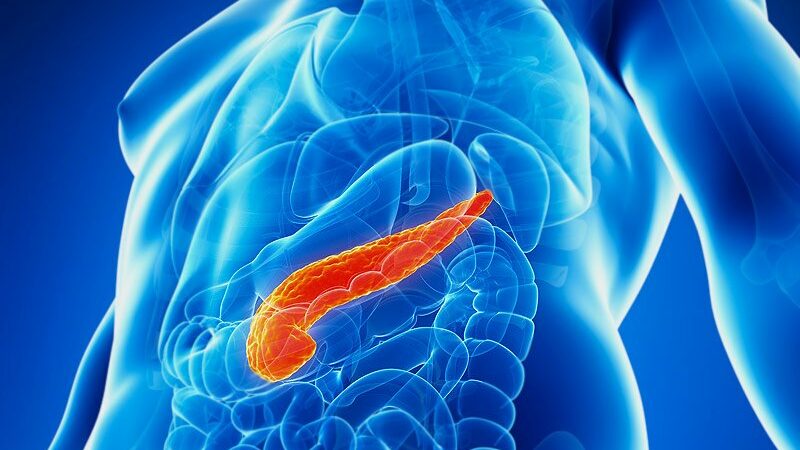 What Does The Pancreas Do In Your Body