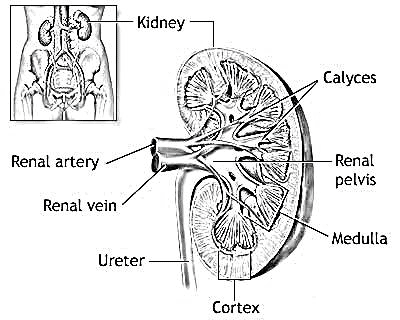 One of the kidneys' primary role is to filter out wastewater. We want to help understand how do the kidneys help regulate blood pressure, over and above its primary function. How do the kidneys help regulate blood pressure, Blood Pressure, Kidneys, Kidney Failure, Kidneys Symptoms, kidney disease, kidney health, kidney transplant, kidney warrior, diabetes, dialysis, kidney stones, kidney donor, chronic illness, kidney disease awareness, heart disease, chronic kidney disease, organ donation, cancer, nephrology, kidney awareness, kidney diet, kidney cancer, kidney problems, kidney care, fitness, heart attack,