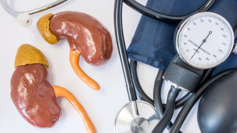 How do the kidneys help regulate blood pressure?