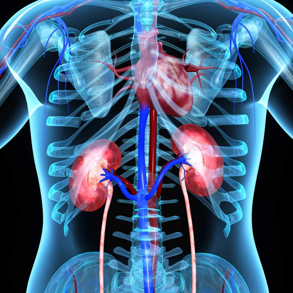 All about Kidney Failure after Heart Attack