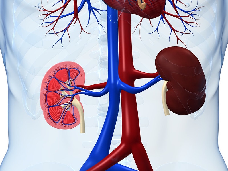 Heart and kidney failure symptoms are straightforward to identify in this modern world. Heart and kidney disease are major health problems because of unhealthy foods and lifestyles. alternative treatment, Asymptomatic Proteinuria, Ayurveda, cancer, chronic illness, COVID-19, dialysis, diet plan, fitness, Glomerulus, healthy lifestyle, Hematuria Syndrome, kidney cancer, kidney care, kidney Cyst, kidney disease, kidney disease symptoms, kidney donor, kidney health, Kidney stone, kidney transplant, kidneys, location of kidneys, nephrology, Symptoms of Kidneys not Filtering, types of kidney stones, what is a kidney stone, What is kidney stone pain like, 