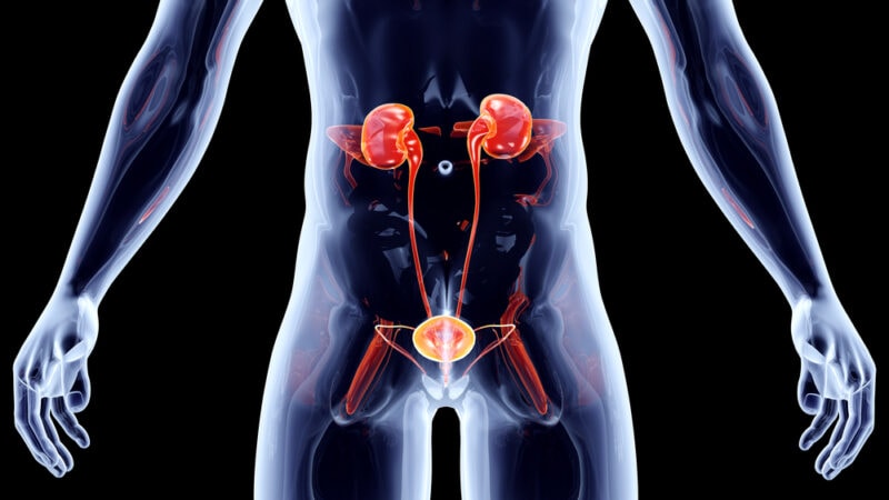 Kidney function and location, kidneys, kidney function, kidney location, kidney disease, kidney infection, what are kidneys, Types of Nephron, How do your kidneys work, Sign & Symptoms of Kidney Disease