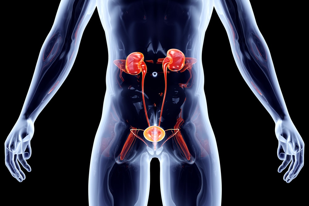8 kidney function and location