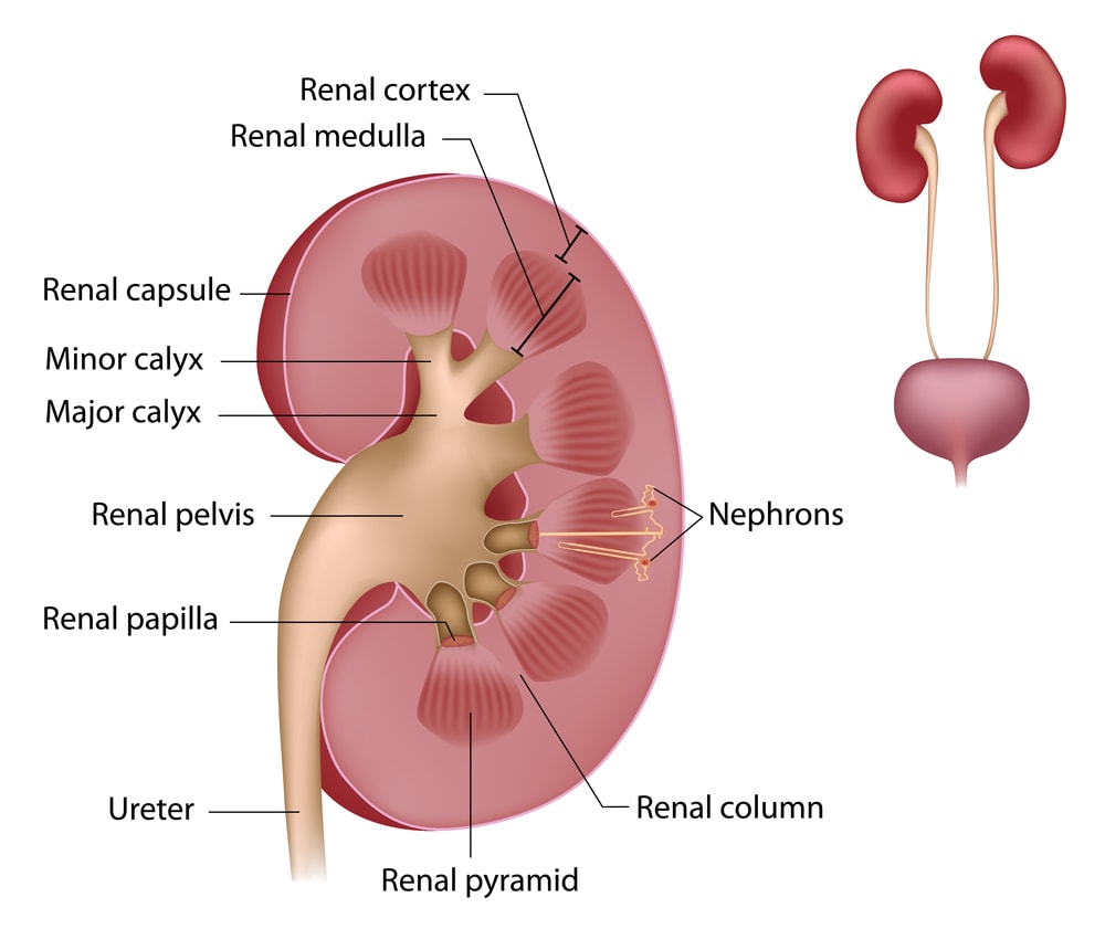 Kidney function and location, chronic kidney disease, kidney disease, Types of Nephron, Sign & Symptoms of Kidney Disease, kidney function, kidney location, kidney infection, what are kidneys, How do your kidneys work,