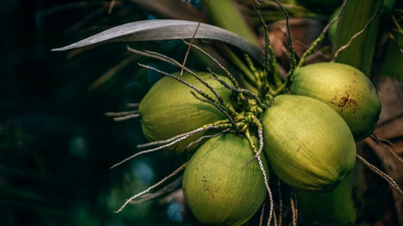 Unveiling the Truth: Does Coconut Water Have Electrolytes